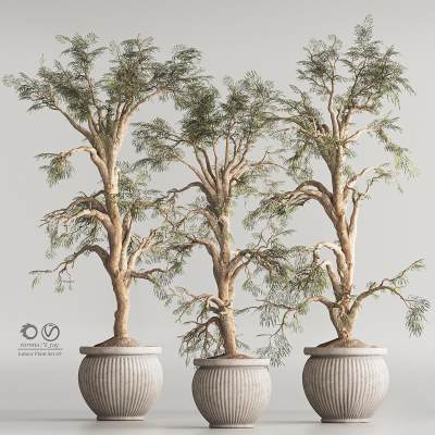 绿植盆栽-10